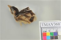 藏品(麻雀)的圖片